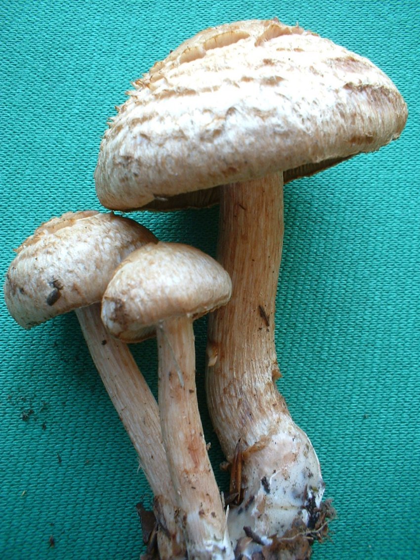 Inocybe bongardii